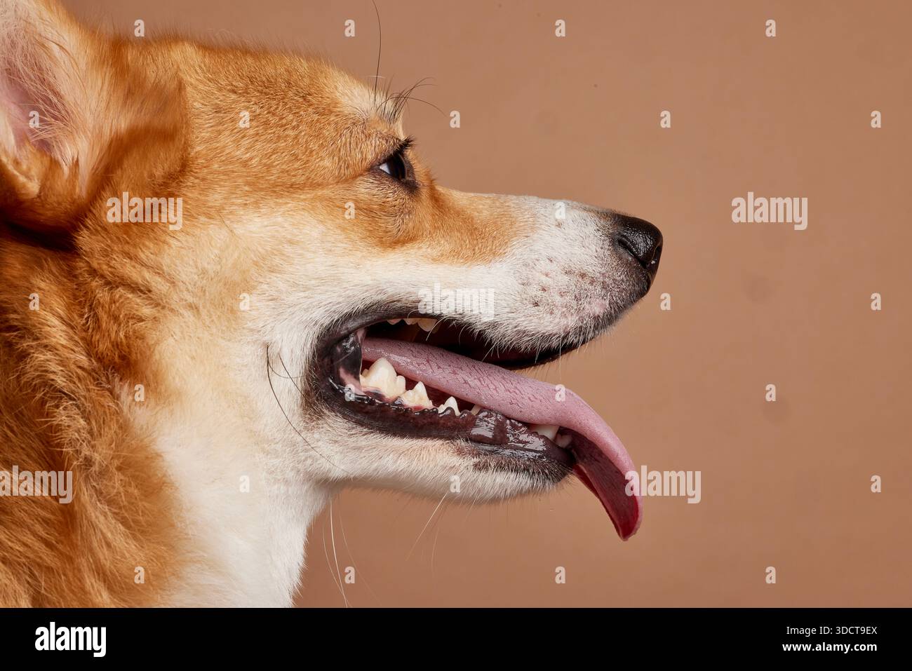 Vista laterale primo piano di un corgi felice che canta con la lingua fuori sullo sfondo beige per la salute degli animali domestici e concetto di calore estivo Foto Stock