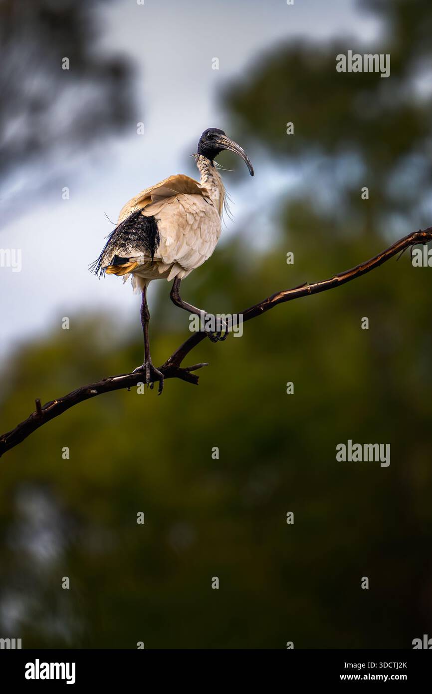 Ibis bianco in piedi graziosamente su un ramo sottile. Foto Stock