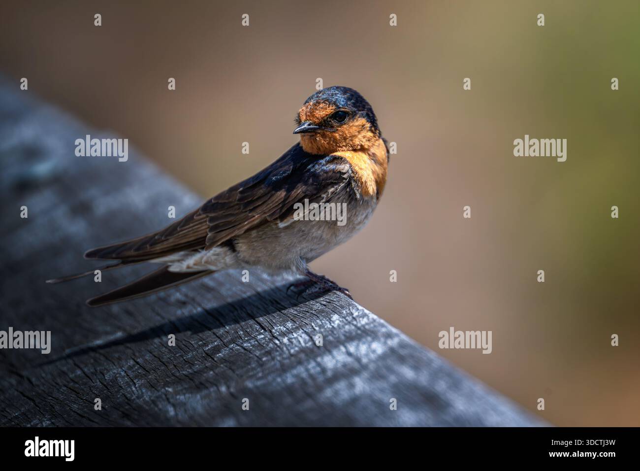 Una gradita rondine fa girare la testa, vigile e vigile. Foto Stock