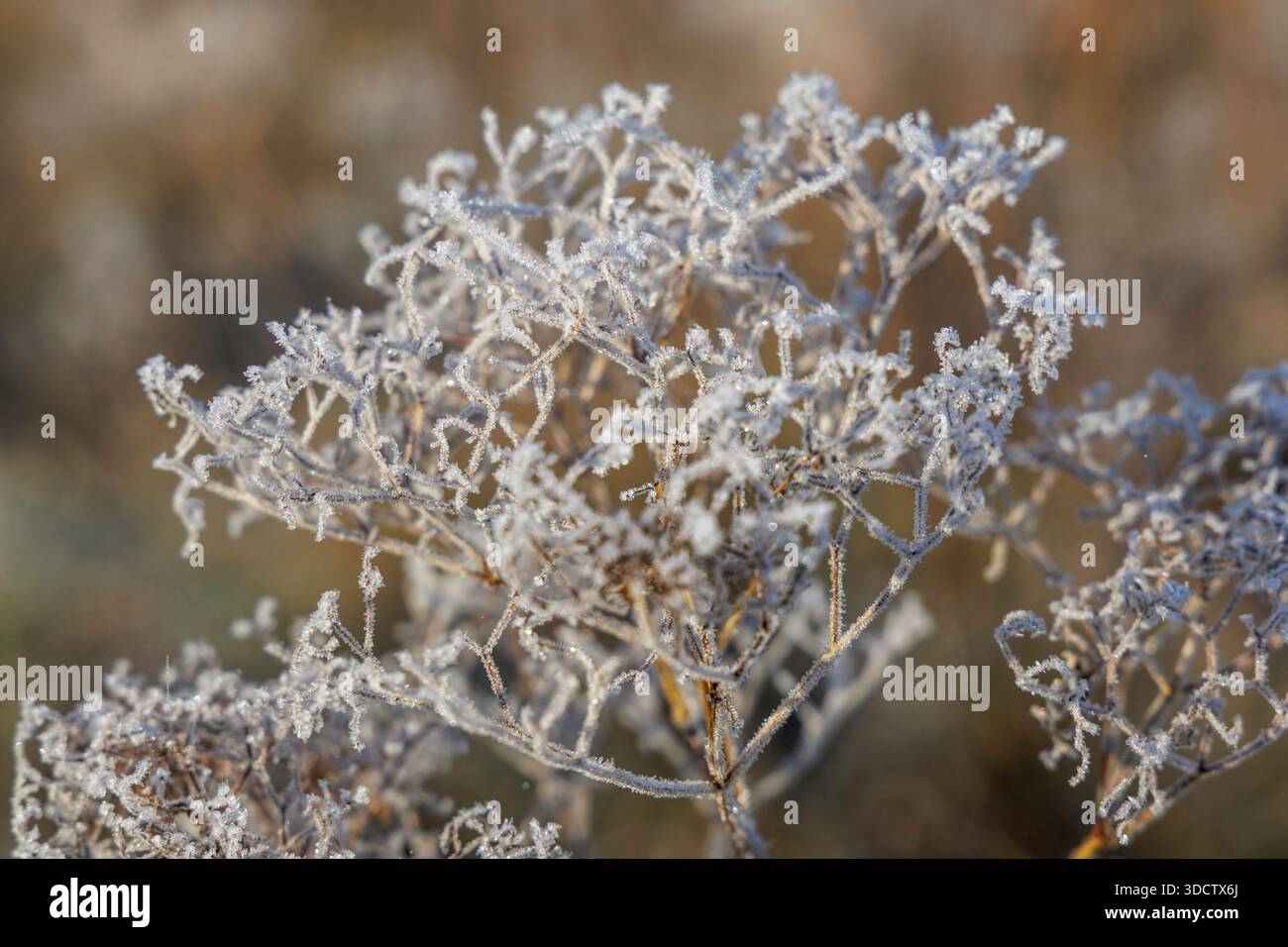 Foto ravvicinata che mostra gli intricati dettagli dei cristalli di ghiaccio bianco su una testa di fiori selvatici essiccati in autunno. Foto Stock