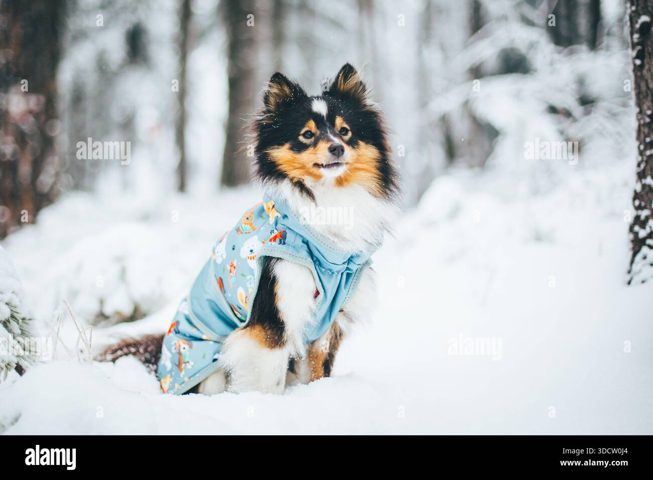 Shetland Sheepdog con un cappotto Foto Stock