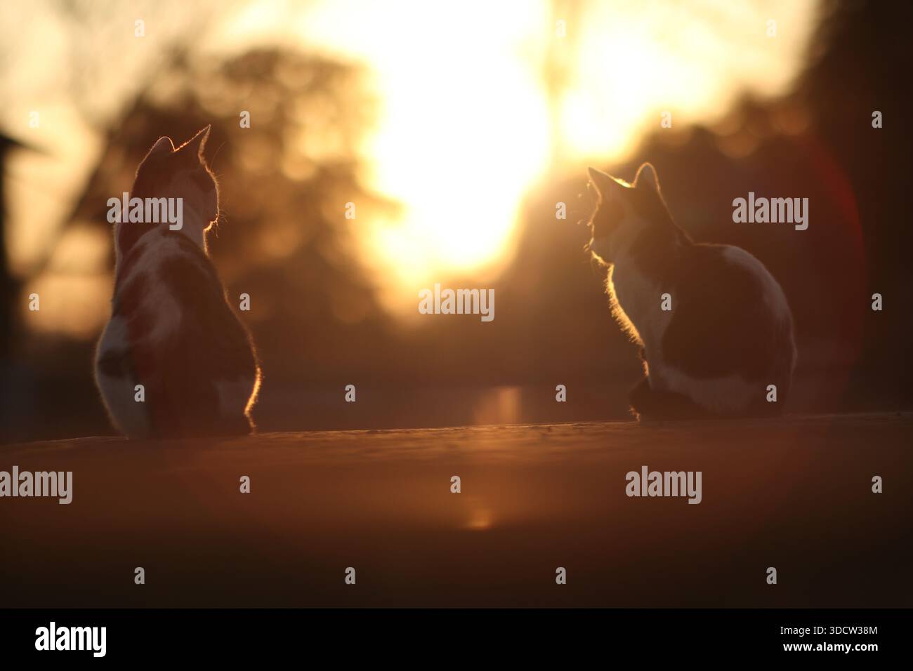 Un paio di gatti randagi che riposano sulla silhouette, con piatti al sole al tramonto. Foto Stock