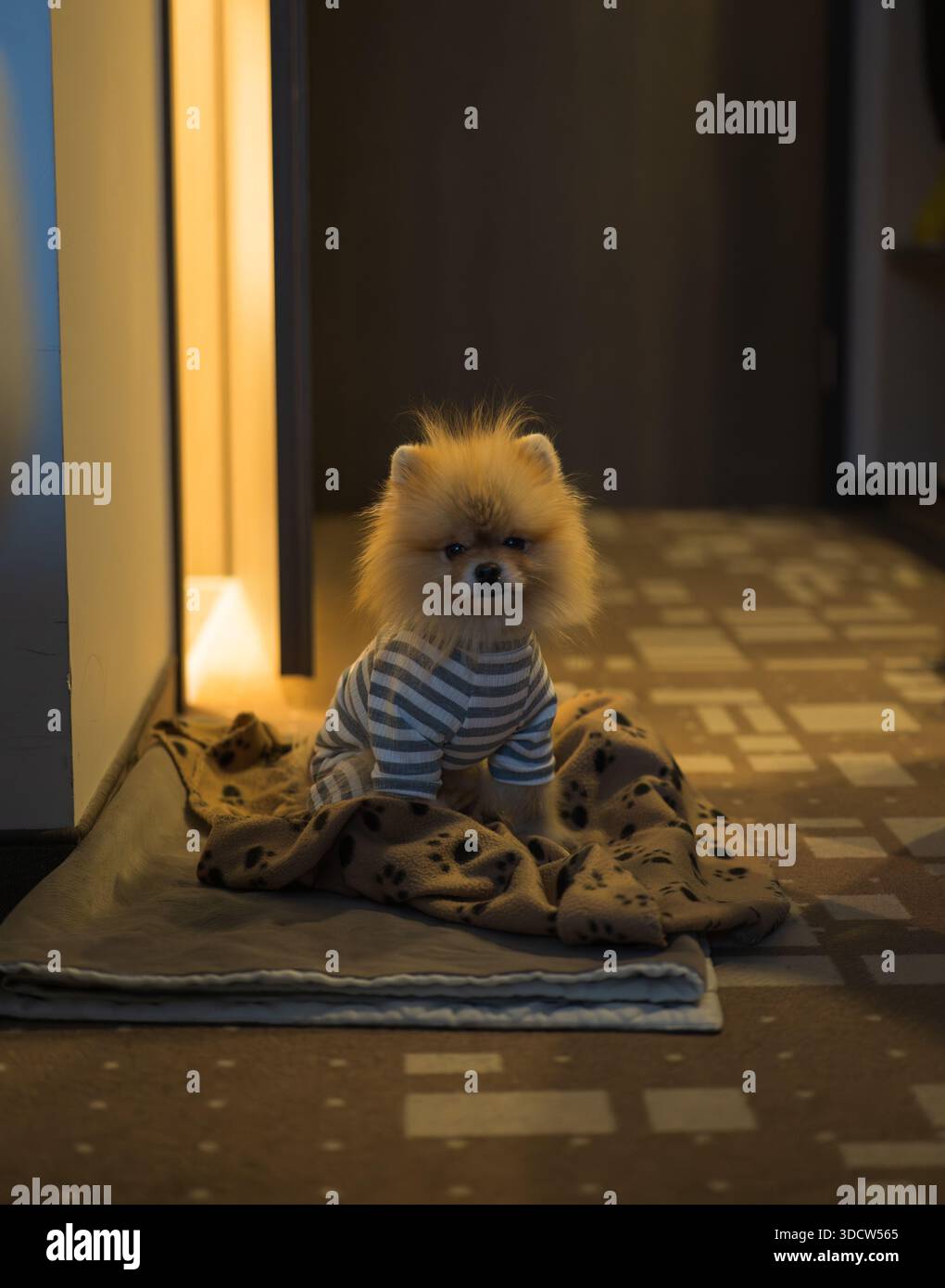 Una piccola Pomerania si trova su una coperta ripiegata con stampa zampa in un caldo corridoio, indossando un maglione bianco e grigio a righe mentre la luce soffusa della porta mette in risalto la pelliccia Foto Stock