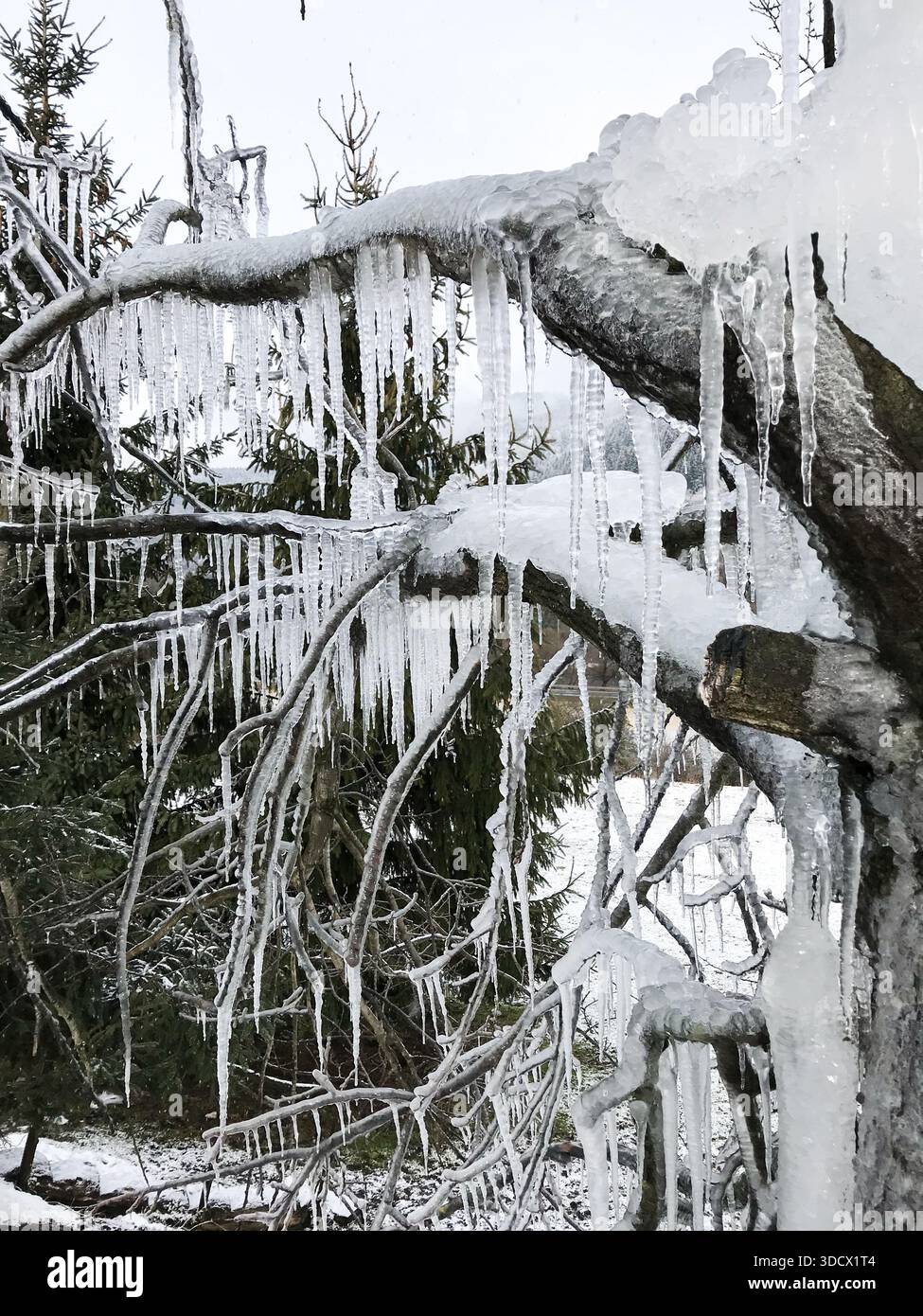 Rami di alberi ghiacciati ricoperti da formazioni ghiacciate in un ambiente esterno grigio neve. Atmosfera fredda invernale e dettagli naturali ghiacciati. Foto Stock