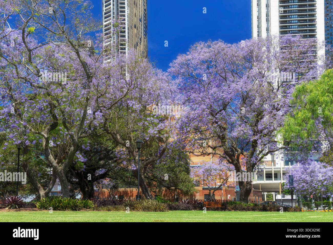 Parramatta Prince Alfred Park Jacaranda alberi in fiore nella stagione primaverile dal prato verde. Foto Stock