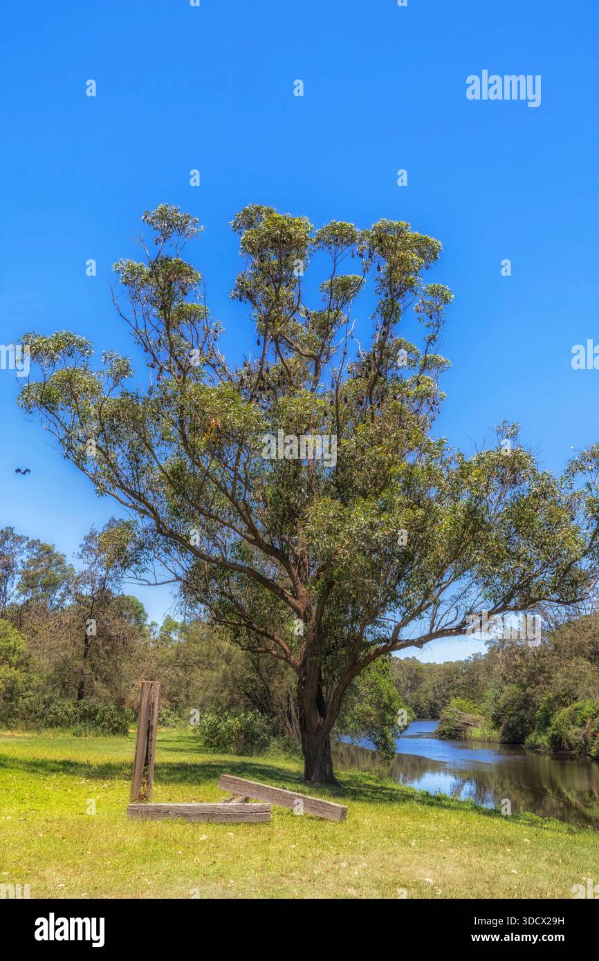 Il fiume Parramatta scorre attraverso il verde parco urbano nella parte occidentale di Sydney, in Australia, attraverso volpi alberi di colonia di pipistrelli. Foto Stock