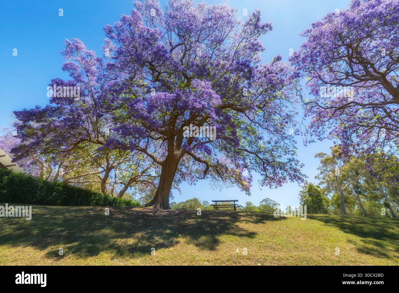 Parramatta Park Jacaranda alberi bassi e larghi - Jacaranda in fiore a Sydney, nella parte occidentale dell'Australia, in una soleggiata giornata primaverile. Foto Stock