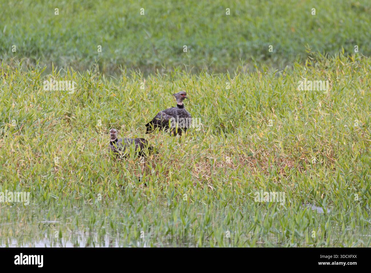 Screamer meridionale (Chauna torquata), specie di uccelli della famiglia Anhimidae dell'ordine degli uccelli acquatici Anseriformes. Corumba, South Pantanal Mato grosso Do S. Foto Stock