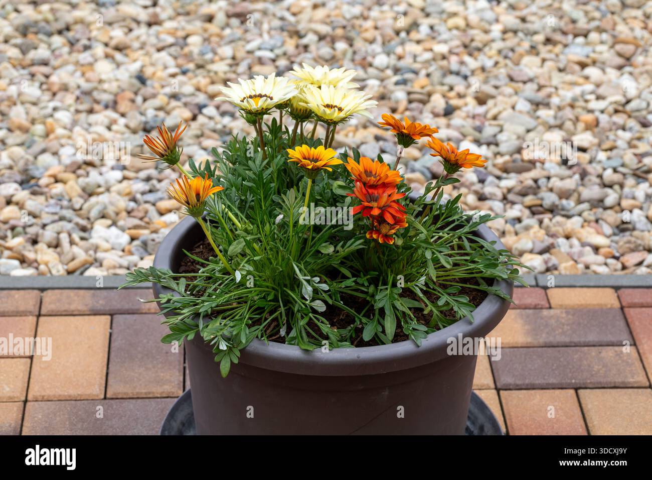 Un vaso di fiori di Gazania con vivaci petali arancioni, gialli e bianchi, seduti su un patio con sfondo di ghiaia. Splendidi fiori in un contenitore g Foto Stock