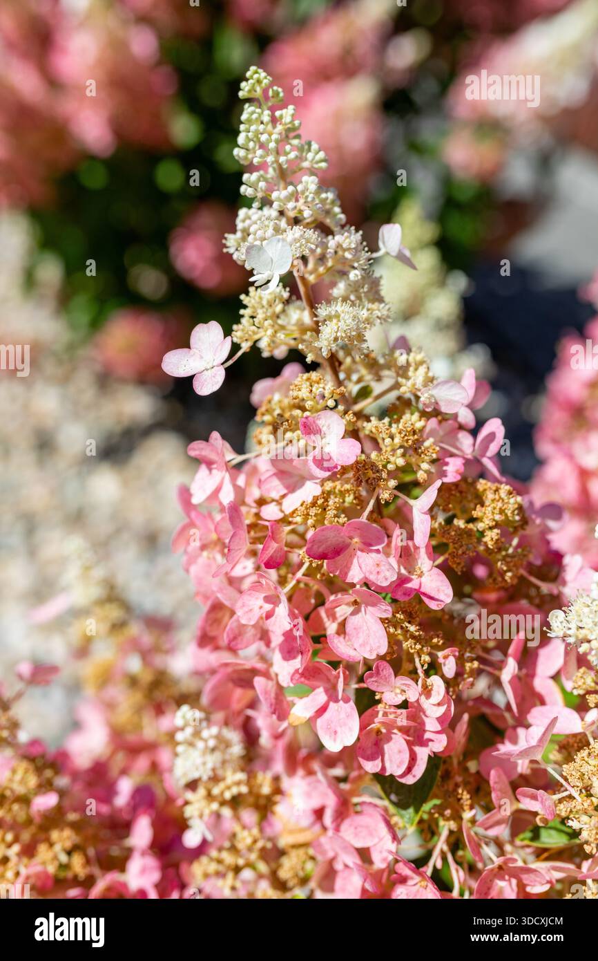 Primo piano di una paniculata ortensia Limelight rosa a fine estate con i suoi delicati petali e il colore che sbiadisce. Cattura la bellezza fugace del Foto Stock