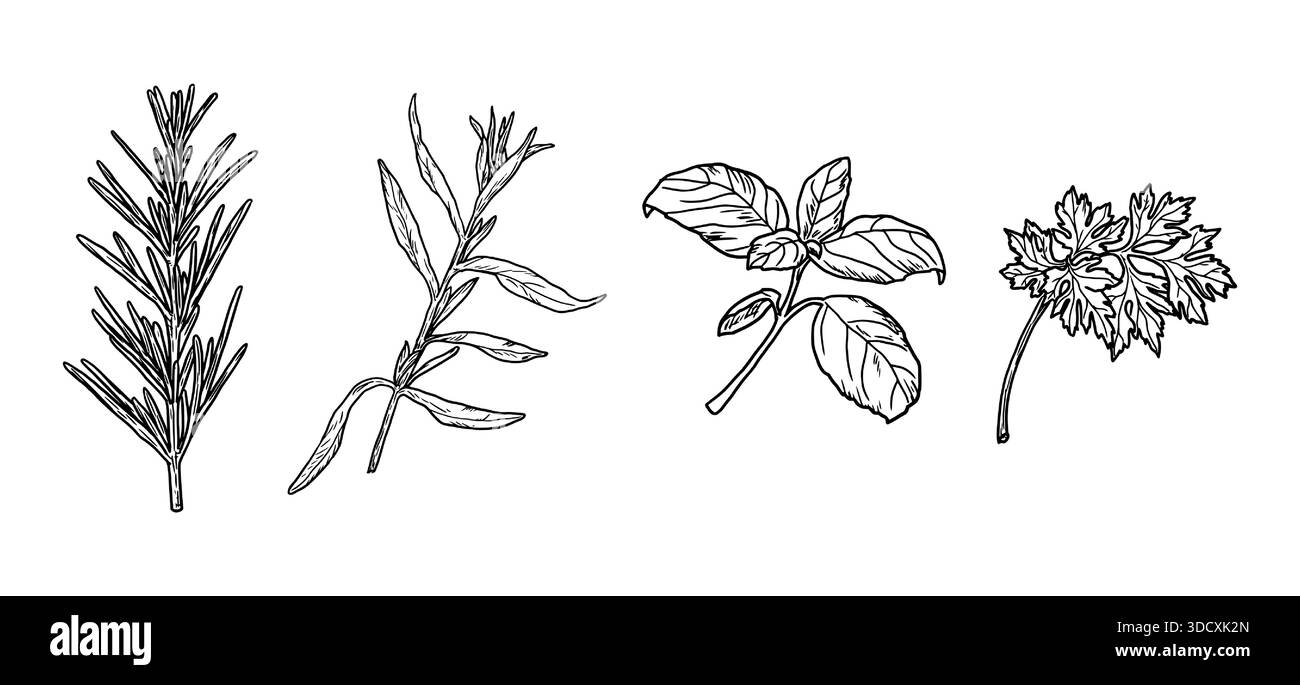 Rametti e foglie di prezzemolo e rosmarino, basilico e dragoncello, schizzo bianco e nero. Illustrazione vettoriale. Erbe e spezie da cucina isolate su bianco Illustrazione Vettoriale