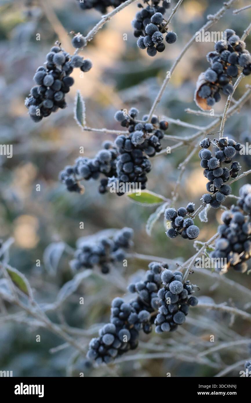 Mirtillo di Privet selvatico con Hoarfrost in una fredda mattinata Foto Stock