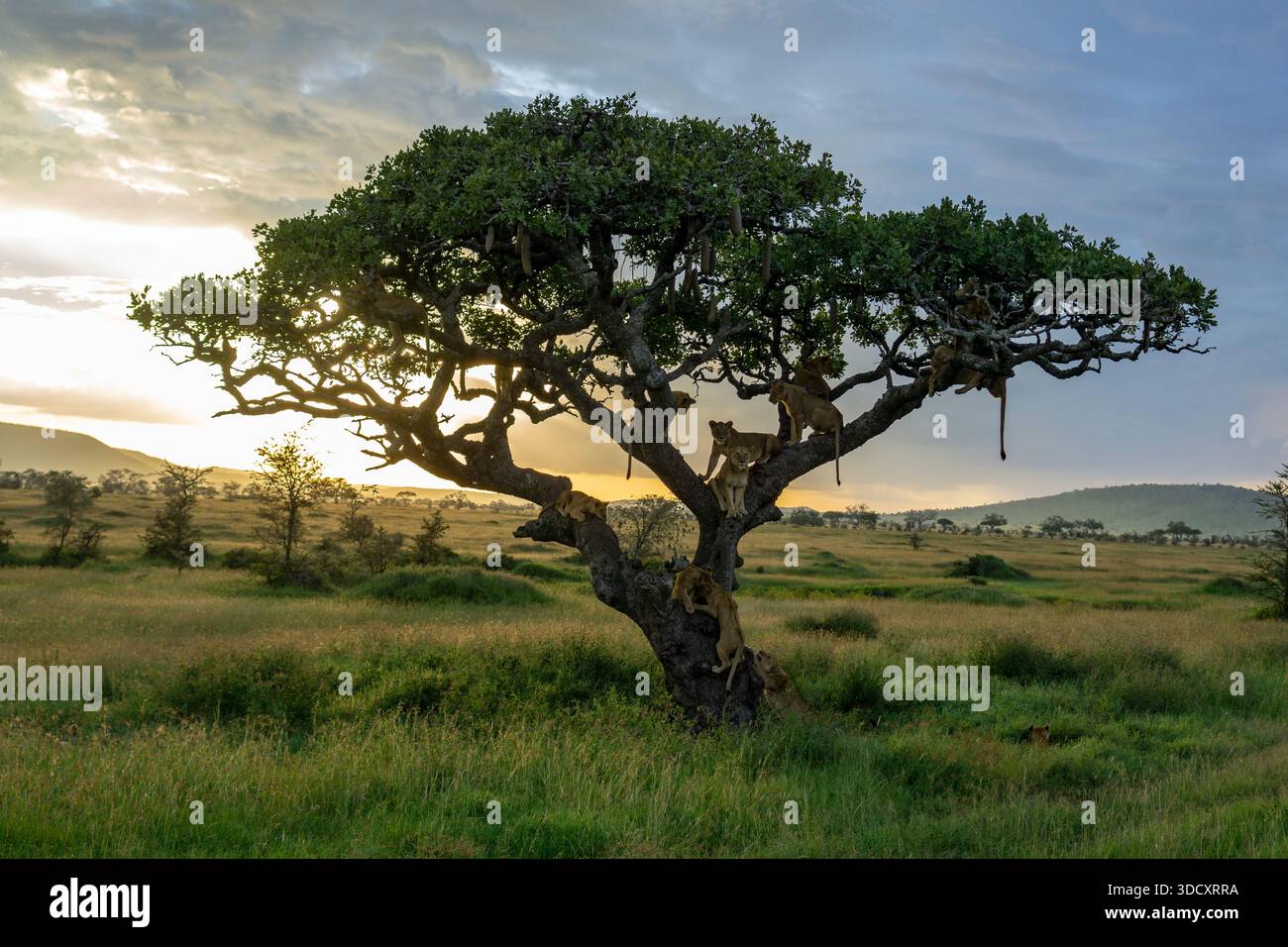 Leoni (Panthera leo) sull'albero al tramonto, Parco Nazionale del Serengeti, Distretto di Ã‚Â NgorongoroÃ‚Â, Tanzania Foto Stock