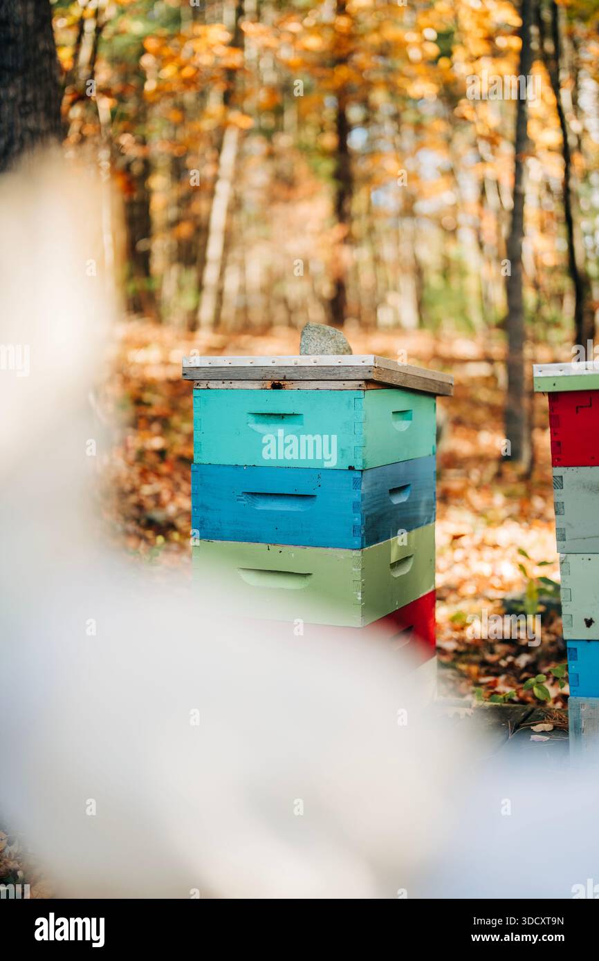 Il colorato alveare sorge nella foresta con foglie autunnali che circondano Foto Stock