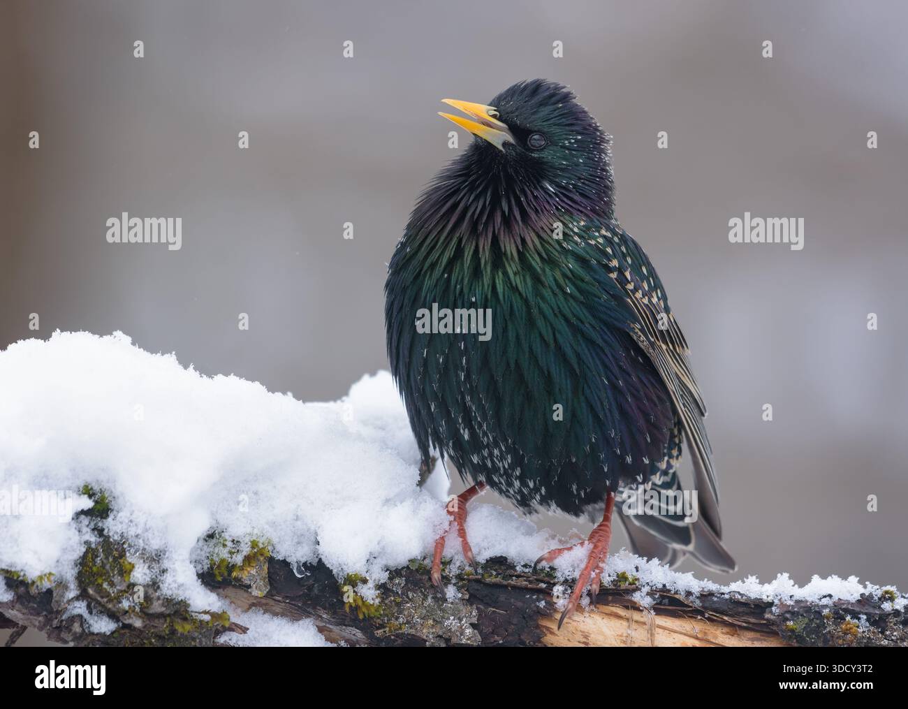 Starling comune (sturnus vulgaris) che posa su un ramo coperto di neve con becco aperto mentre canta a freddo Foto Stock