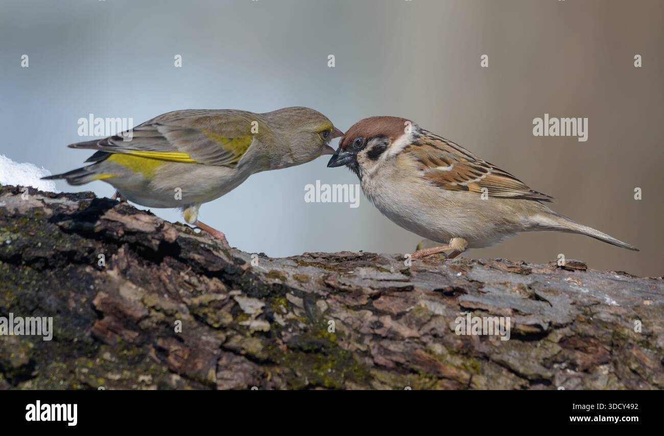 Dura lotta tra due uccelli per il cibo in inverno - Greenfinch (Chloris chloris) e passero (Passer montanus) Foto Stock
