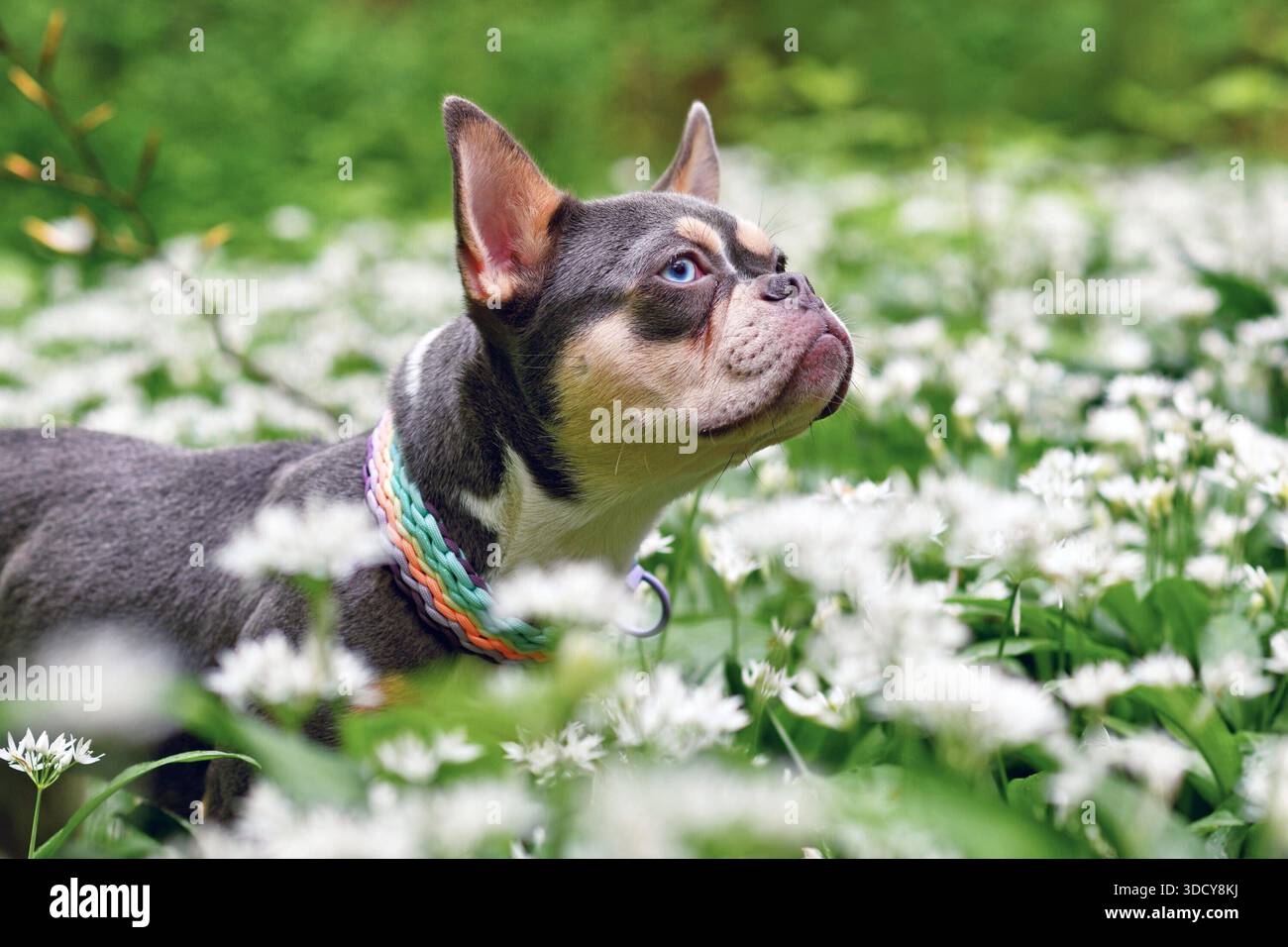 Bulldog francese con arancia lilla tra fiori bianchi all'aglio selvatico nella foresta Foto Stock
