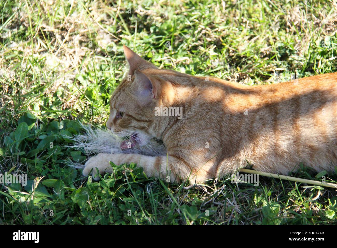 Ginger tabby gatto "la Beta" che gioca nell'erba. Foto Stock
