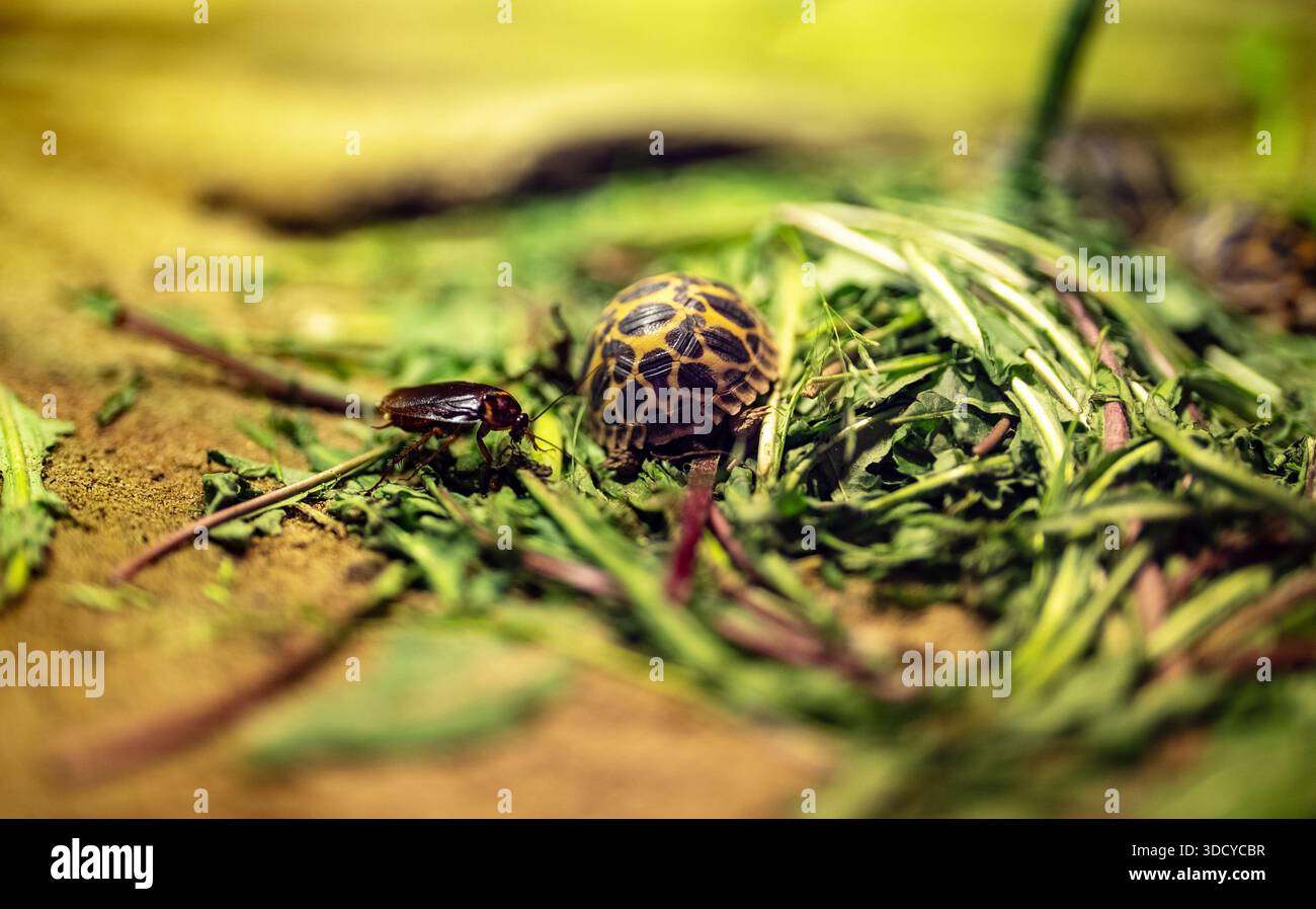 Minuscola tartaruga e scarabeo tra foglie verdi in un terrario. Foto Stock