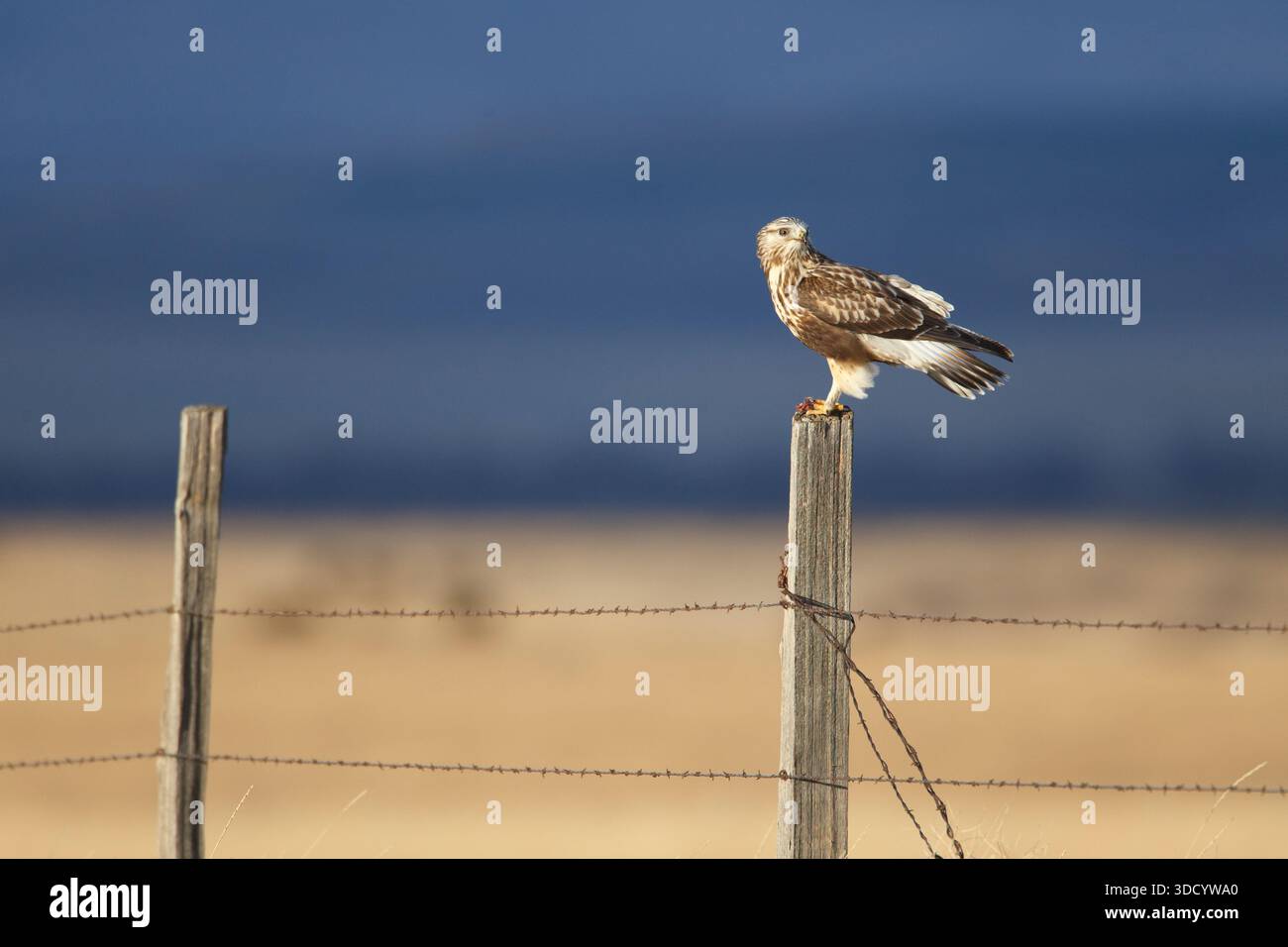 Falco dalle gambe ruvide (Buteo lagopus) Foto Stock