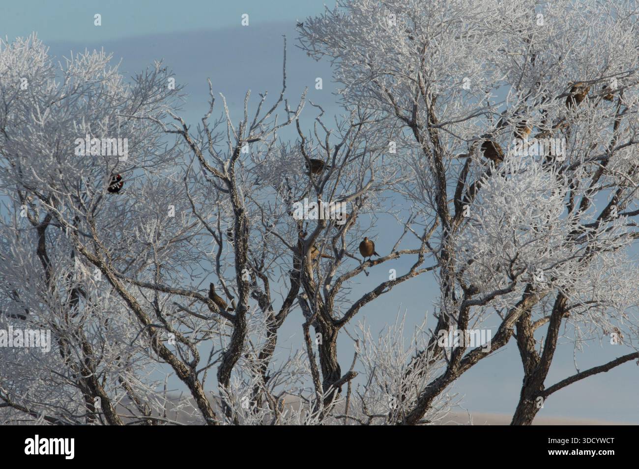 I fagiani con collo ad anello (Phasianus colchicus) si aprono in alto nelle foreste di cotone ricoperte di rana. Foto Stock