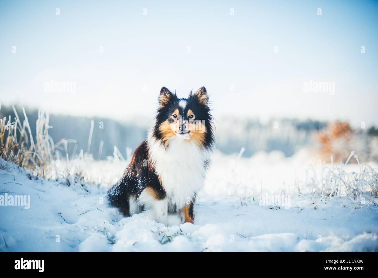 Sheepdog Shetland Foto Stock