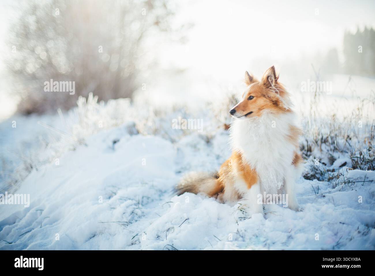 Sheepdog Shetland Foto Stock