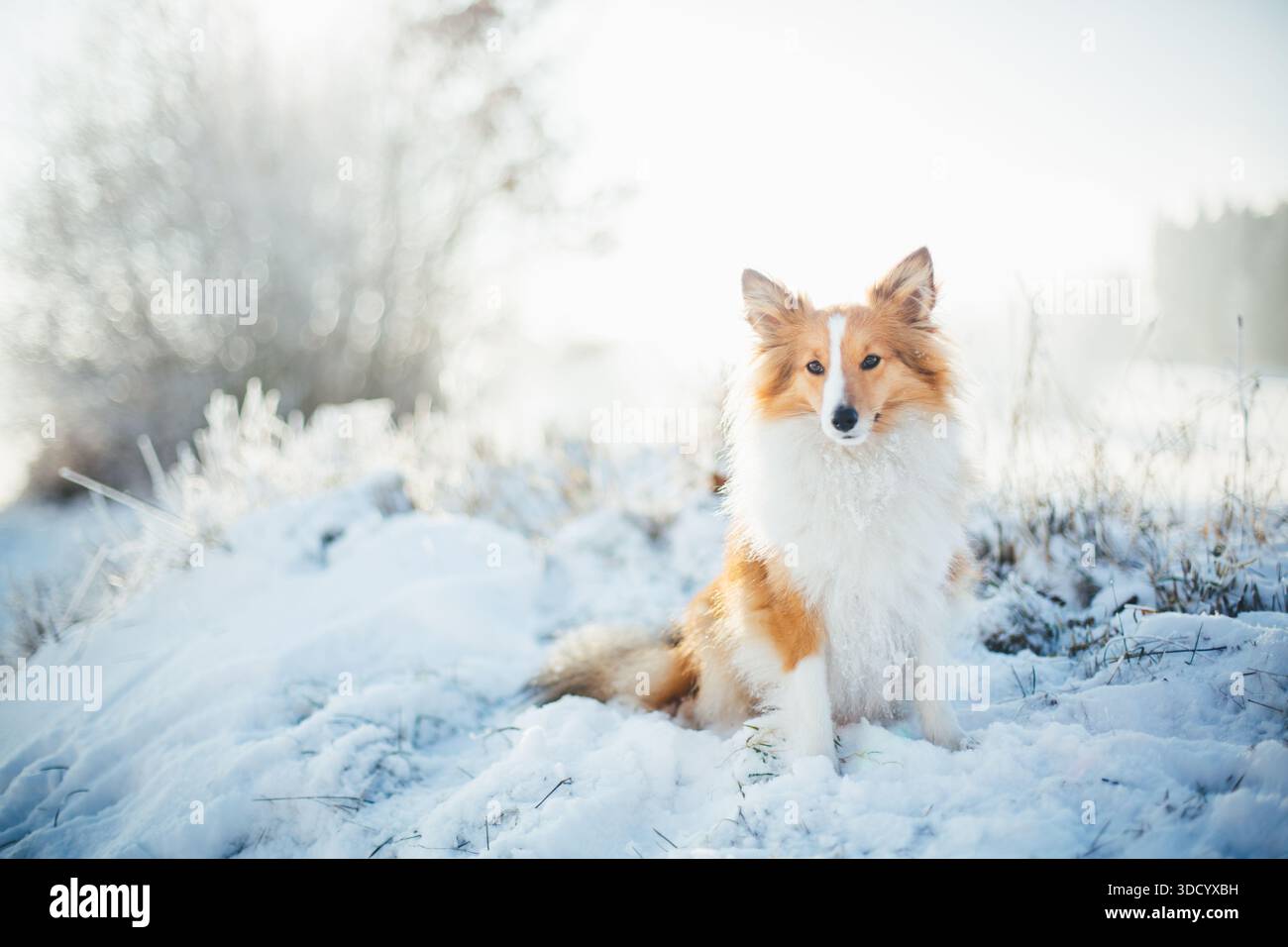 Sheepdog Shetland Foto Stock