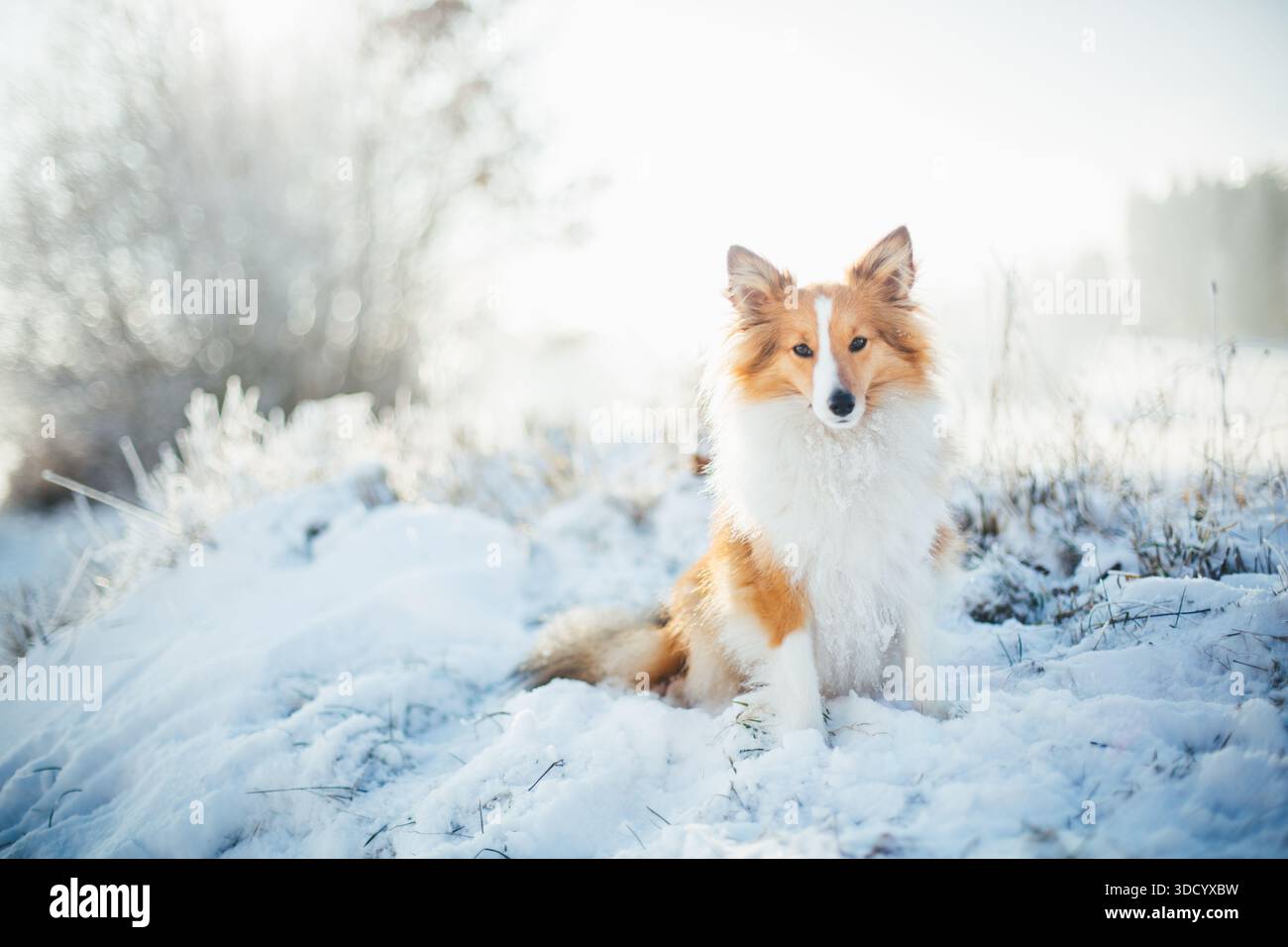 Sheepdog Shetland Foto Stock