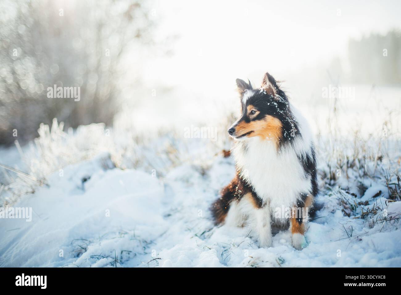 Sheepdog Shetland Foto Stock