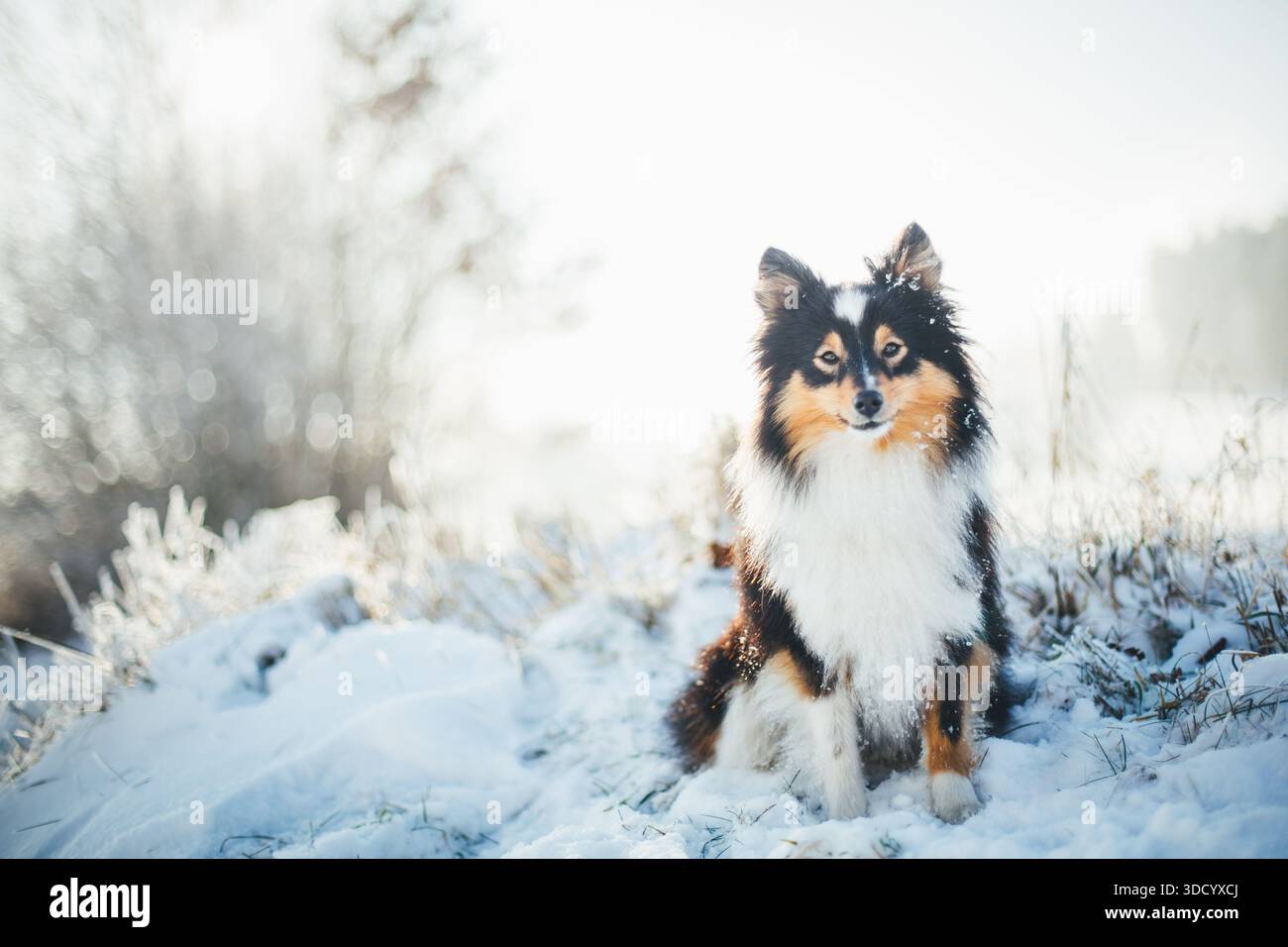 Sheepdog Shetland Foto Stock
