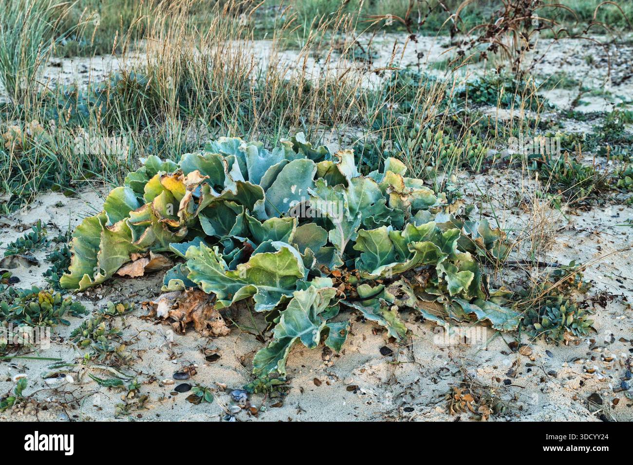 Kale di mare che prospera nel suolo costiero sabbioso - una pianta resistente nell'ecosistema delle dune di sabbia - Kessingland Beach, Suffolk, East Anglia, Regno Unito Foto Stock