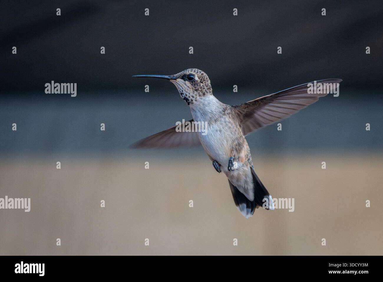 Una femmina di colibrì dal cinguettio nero (Archilochus alexandri) si libra. Foto Stock