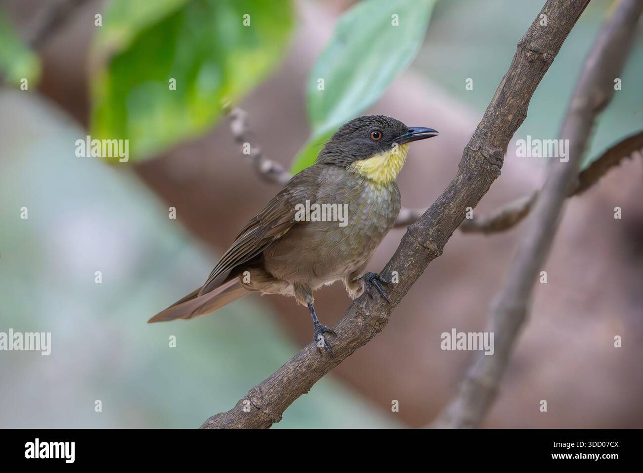 Greenbul dal collare giallo o Leaflove dalla gola gialla, in Gambia, Atimastillas flavicollis Foto Stock