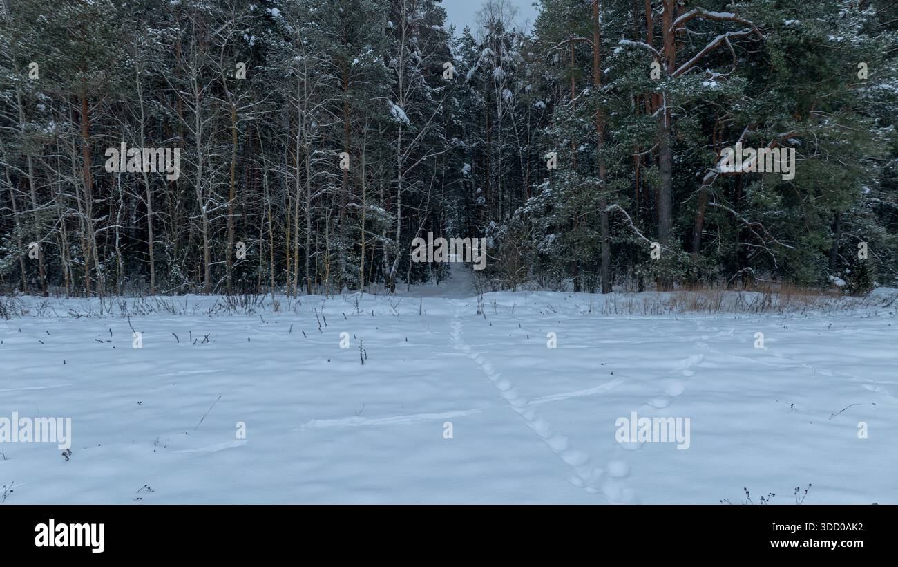 La pulizia coperta da neve incontra pini e betulle densi in Bielorussia. Uno stretto sentiero con piste fresche conduce in un corridoio buio sotto un verricello coperto Foto Stock