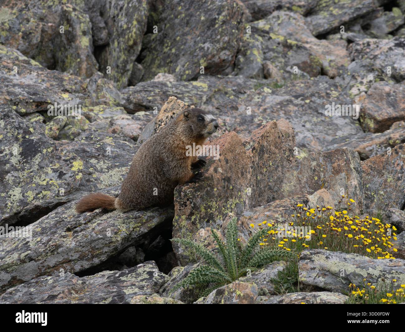Marmotta dalle cime gialle che sorge su un'antica collina di granito con coppe alpine e cardo delle Montagne Rocciose in primo piano. Fotografato a Roc Foto Stock