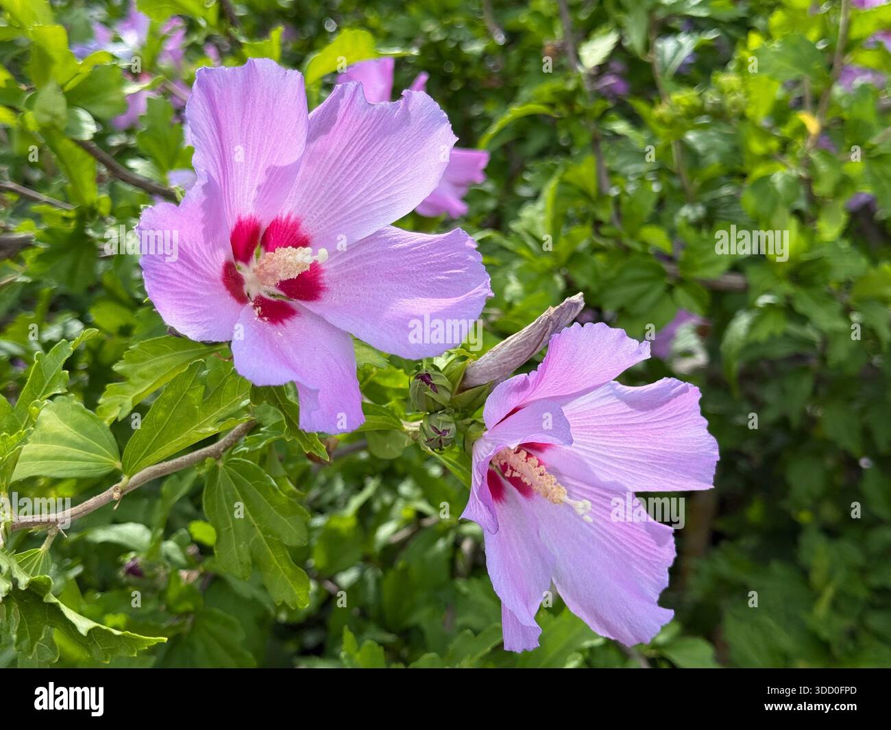 Fiori di Hibiscus rosa viola tenue Foto Stock