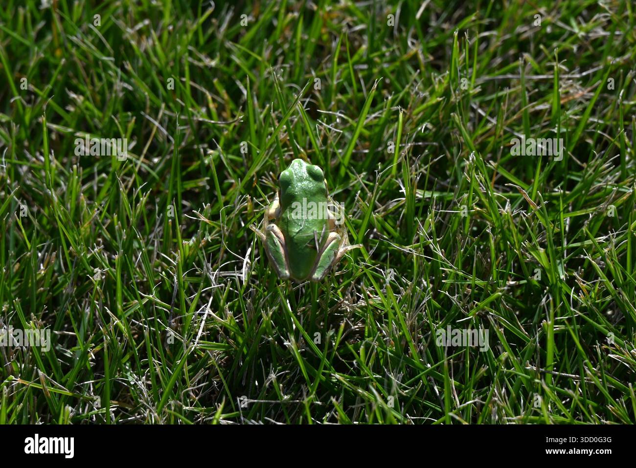 Hyla japonica (rana giapponese). Lunghezza del corpo di circa 20 mm ~ 45 mm. Vive su piante vicine all'acqua e strisce nere marroni vicino agli occhi. Foto Stock