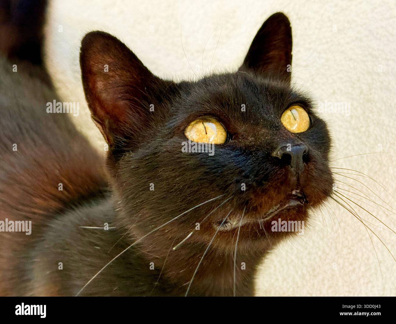 Carino felino gatto nero che guarda in alto Foto Stock