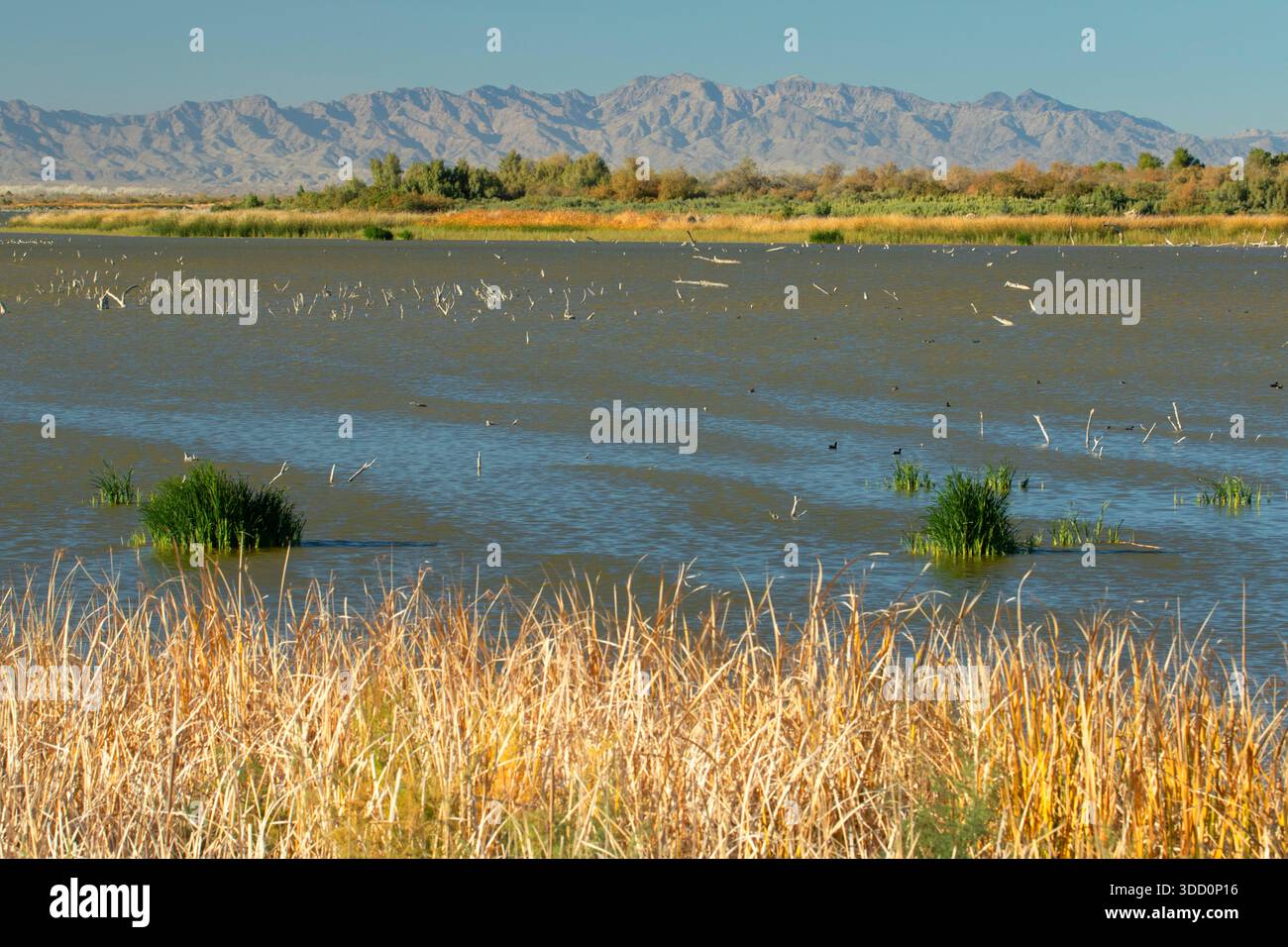 Willow Lake, Havasu National Wildlife Refuge, Arizona Foto Stock