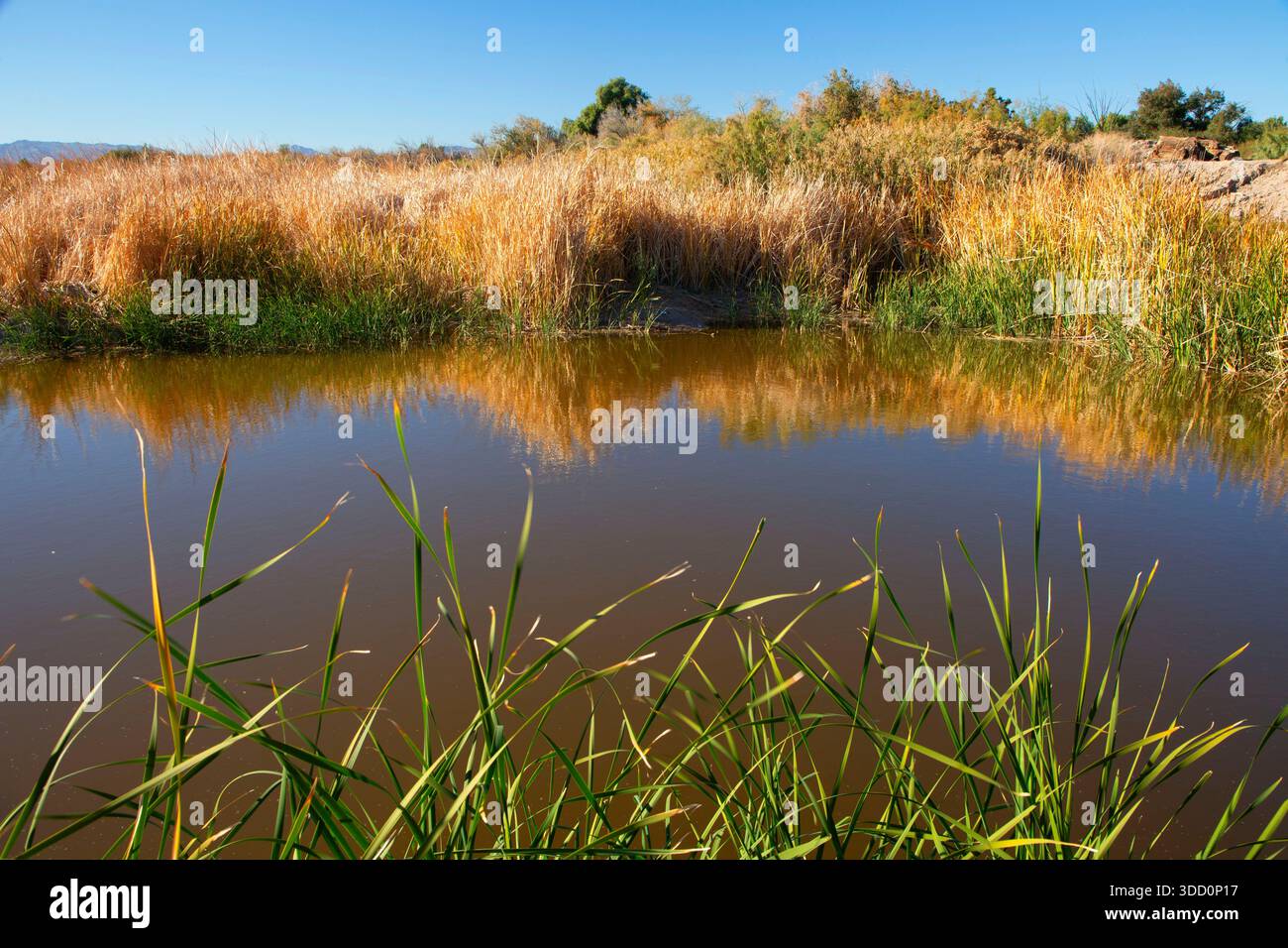 Powell Lake, Havasu National Wildlife Refuge, Arizona Foto Stock