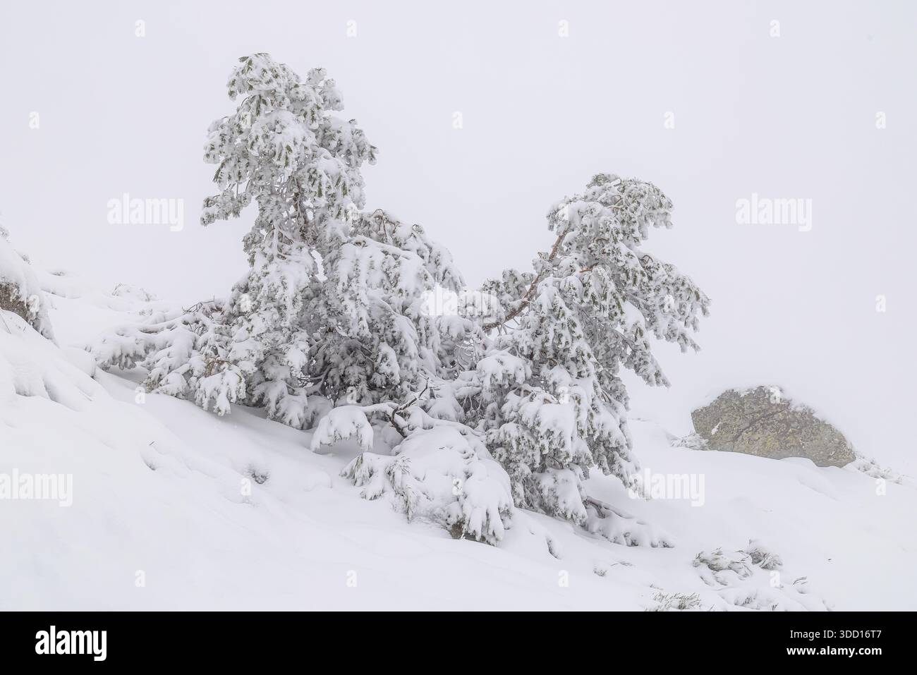Le montagne della Sierra de Guadarrama a Madrid durante la nevicata del dicembre 2025, al passo di montagna di Cotos Foto Stock
