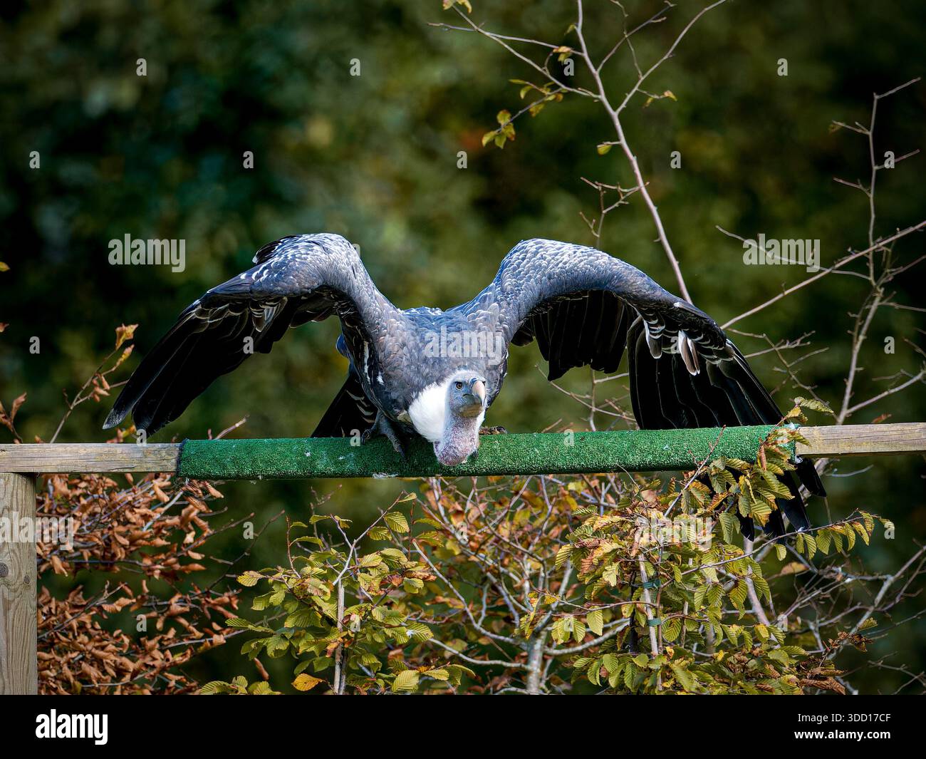 Grifone avvoltoio Gyps fulvus arroccato su una struttura in legno, grande rapace scavatore con ali piegate. Foto Stock