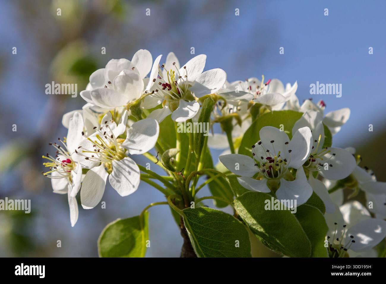 I delicati fiori di pera svelano i loro petali bianchi in primavera circondati da un verde lussureggiante fogliame sotto un cielo azzurro che mette in risalto il rinnovamento della stagione. Foto Stock