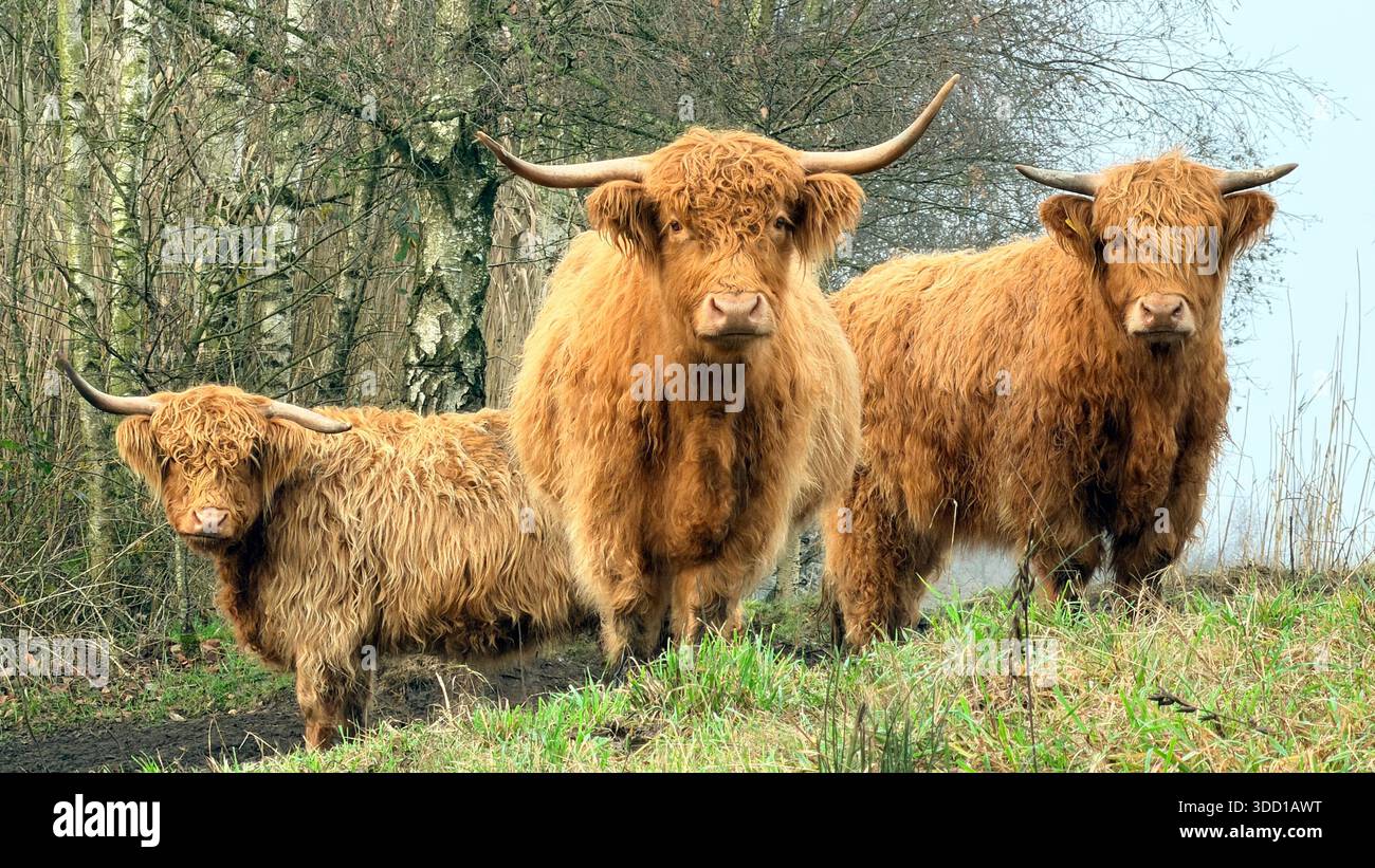Tre mucche delle Highland (Bos taurus) si trovano su un sentiero erboso, circondato da betulle senza foglie. Hanno lunghi cappotti rossiccio-bruno e corno curvo Foto Stock