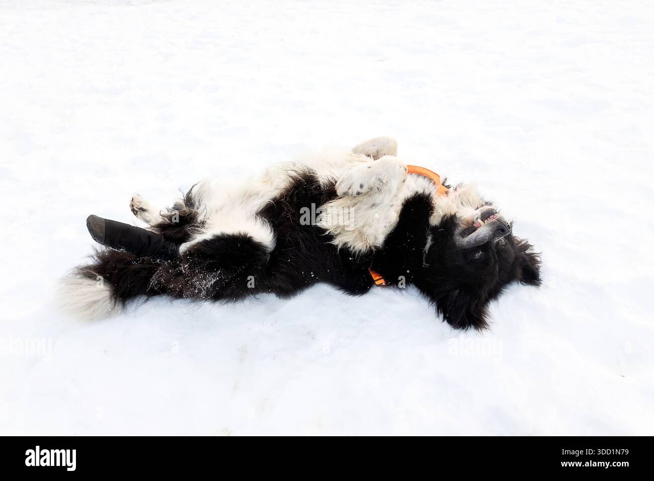 Pastore bulgaro o cane Karakachan disteso sulla schiena nella neve, mostrando pancia Foto Stock