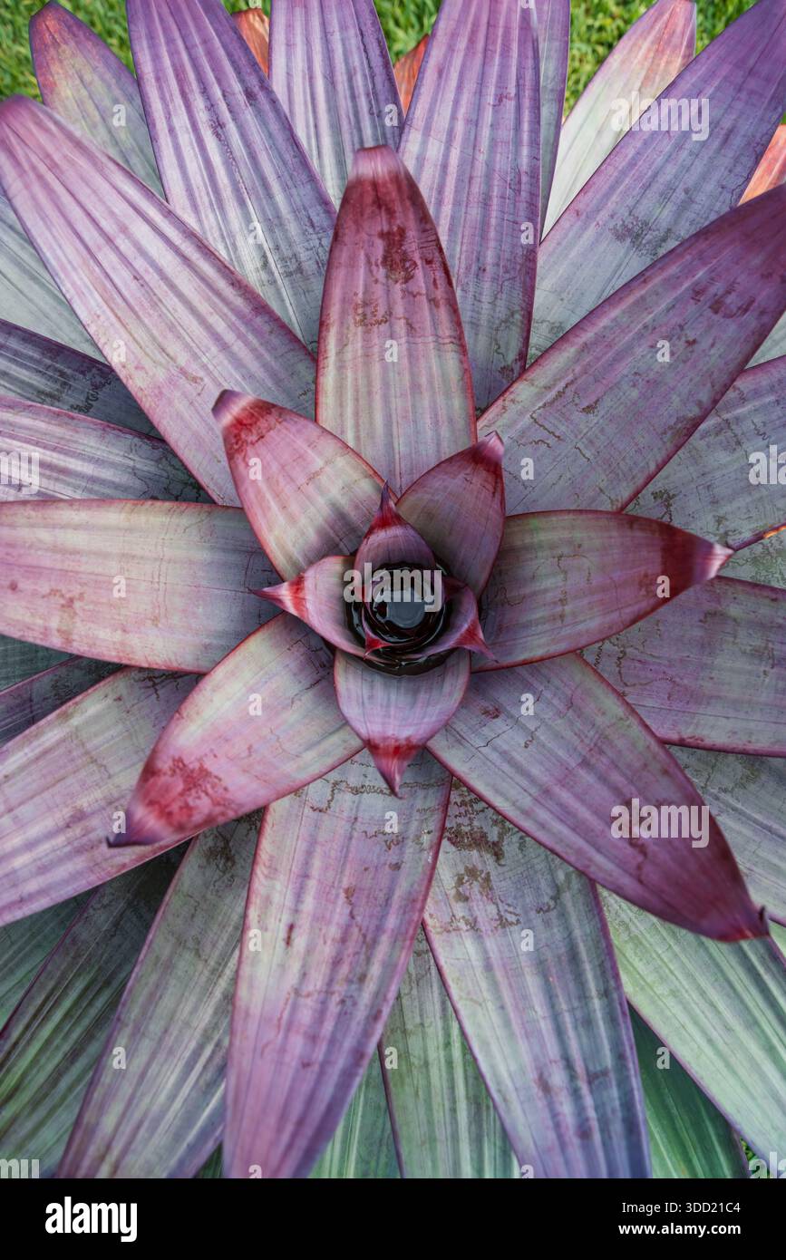 Vivace pianta Neoregelia con sorprendenti foglie viola che formano un motivo naturale Foto Stock