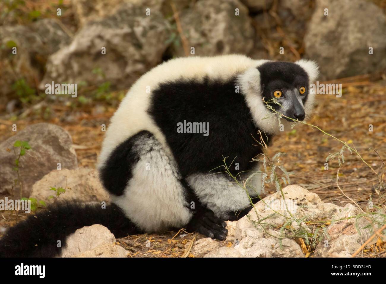Lemure con volant in bianco e nero (Varecia variegata), Gladys Porter Zoo, Brownsville, Texas Foto Stock