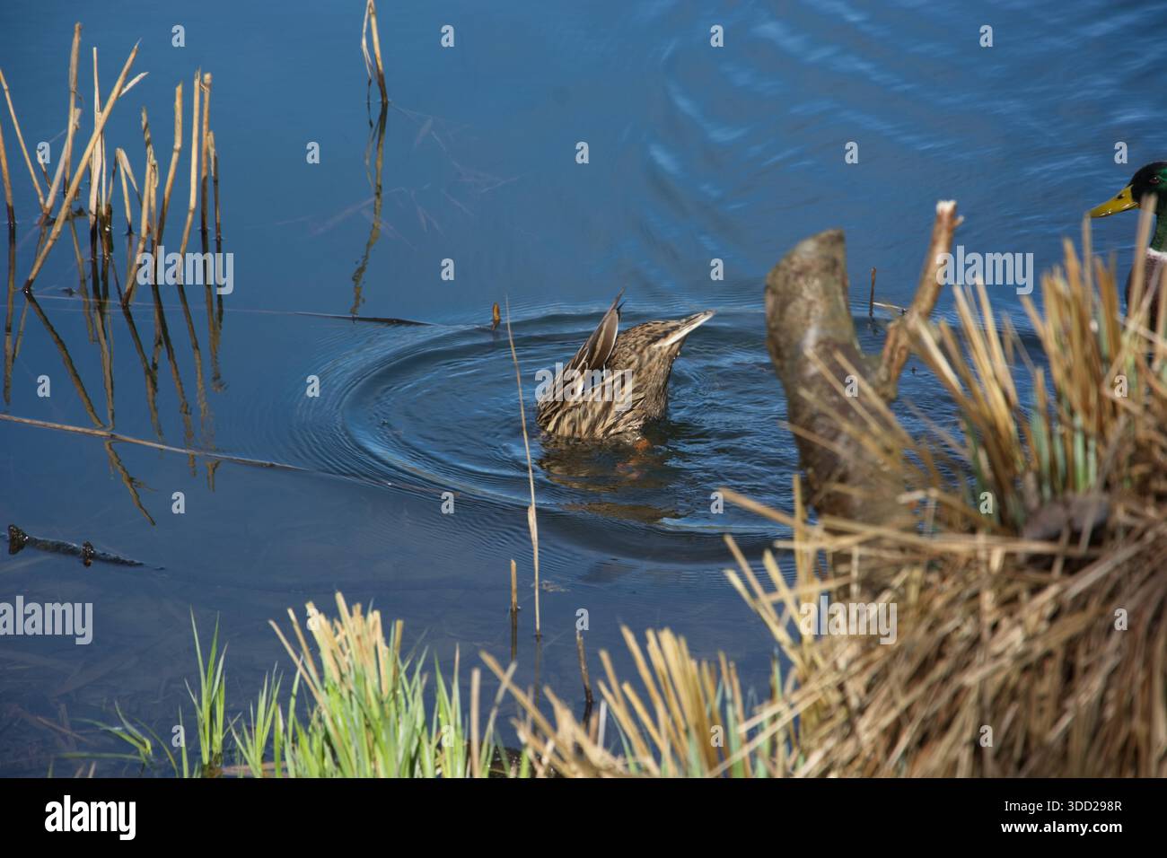 Unter Wasser Foto Stock