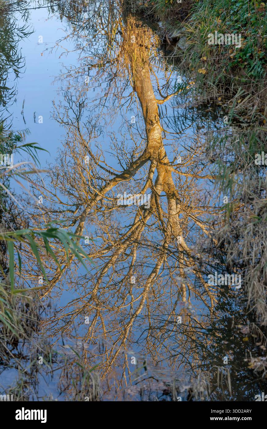 Un grande albero si riflette nell'acqua di un torrente di campagna, la Toscana, l'Italia Foto Stock